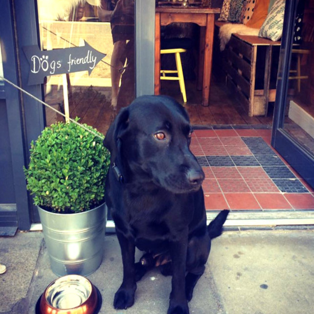 Dog Friendly